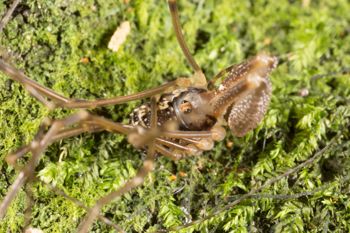 Media type: image;   Invertebrate Zoology 133309